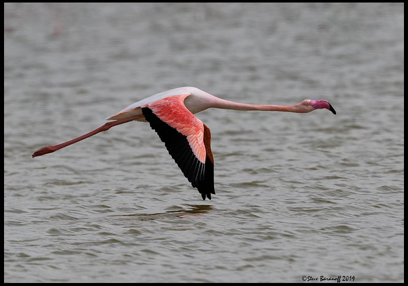 _9SB1046 greater flamingo.jpg